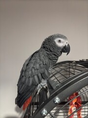 A pet African Grey Parrot standing on their birdcage