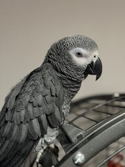 A pet African Grey Parrot standing on their birdcage
