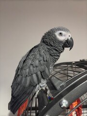 A pet African Grey Parrot standing on their birdcage