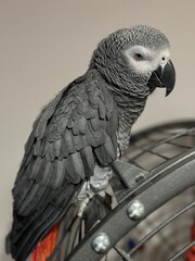 A pet African Grey Parrot standing on their birdcage