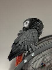 A pet African Grey Parrot standing on their birdcage