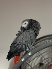 A pet African Grey Parrot standing on their birdcage