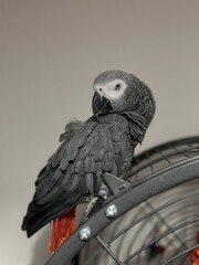 A pet African Grey Parrot standing on their birdcage