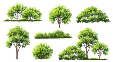  Vector watercolor green  tree or forest side view isolated on white background for landscape and architecture drawing,elements for environment or and garden,Shrub for section
