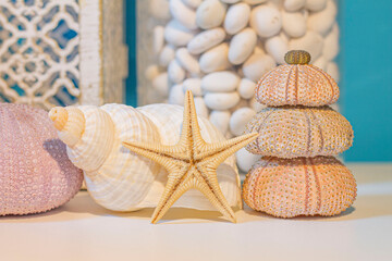 starfish and shells