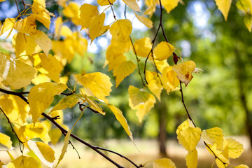 Birch leaves yellow in autumn, background close up