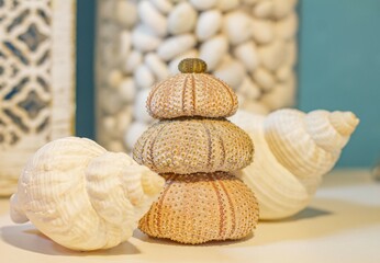  Seashell Still Life, Treasures from the Sea, Coastal Curiosities, Ocean's Bounty, Marine Medley