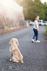Golden Cocker Spaniel walks with a girl.Out of focus image