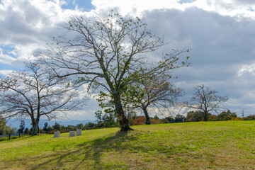 秋の馬見丘陵公園に佇む木々と雲