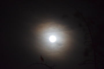 Nighttime moon photo surrounded by iridescent clouds