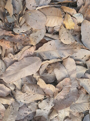 Many dry leaves for background image