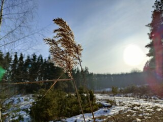 forest evening in winter