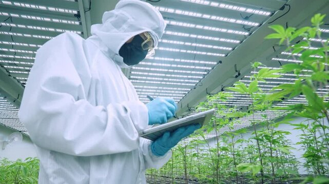 Scientist in white suit, laboratory and cannabis research, marijuana analysis or weed for alternative medicine innovation, medical and researcher working with natural CBD, indoor plantation growth