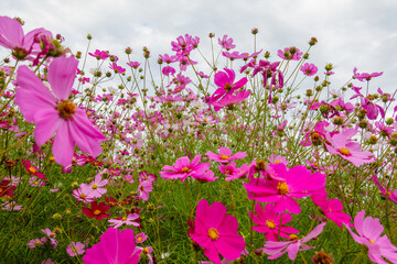 秋空に映える満開のコスモス