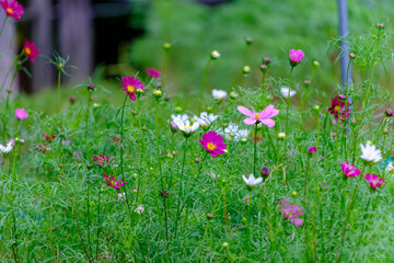 色とりどりのコスモスが咲く緑の草原