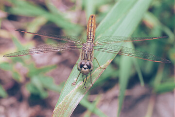 Nature Macro Insect in Graden