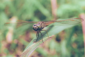Nature Macro Insect in Graden