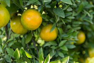 Business concept nature revolves around citrus orchard orange tree are growing, vibrant fruit organic lush leaves creating stunning background, green garden of thriving crop ripe laden with branches