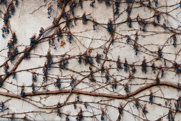 Ściana obrośnięta pnączem, tło tekstura. © Elżbieta Kaps