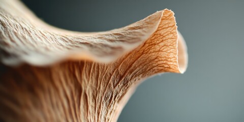 Obraz premium CloseUp of Elegant Mushroom Gills, Showcasing Their Intricate Details and Natural Beauty