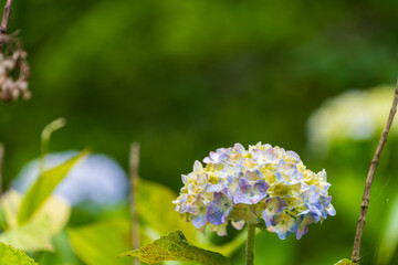 緑の中に咲く青紫のアジサイ