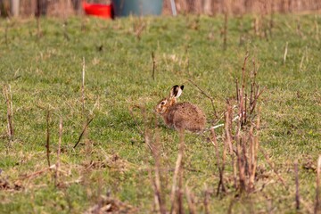 Un lièvre dans une prairie