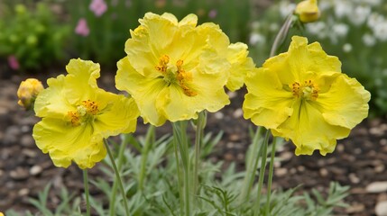 Obraz premium Stunning Yellow Flowers Blooming in Garden Closeup