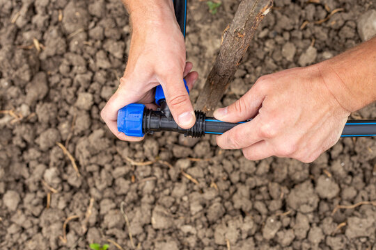 Carrying out drip irrigation. A man installs a HDPE pipe, connecting it with a tee