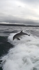 Fototapeta premium A dolphin leaps above ocean waves, showcasing its agility and playful nature.