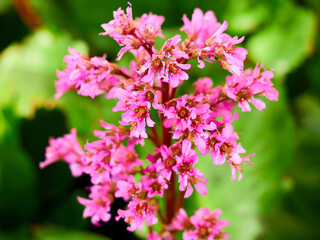 selective, selected, soft focus. pink bergenia crassifolia close-up in a green garden on a beautiful sunny spring day. background for designers, artists, computer desktop