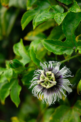 Blooming Passion fruit plant