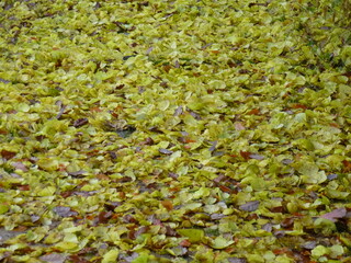 Etang de la Herse en automne, Saint-Martin-du-Vieux-Bellême, Normandie
