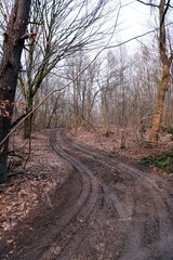 drzewa, las, droga, słoneczny dzień, drzewa iglaste, drzewa bez liści, zima, © Marcin