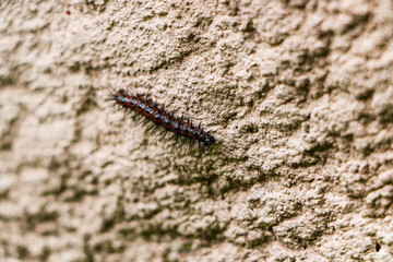 caterpillar on a tree