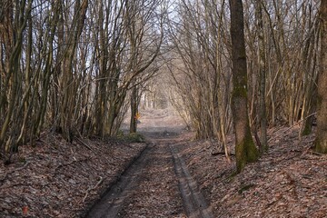 drzewa, las, droga, słoneczny dzień, drzewa iglaste, drzewa bez liści, zima, © Marcin