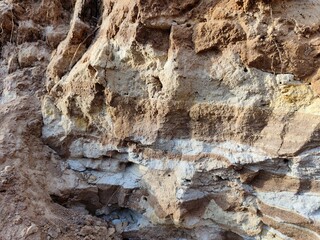 Winter forest trees pine bark young spruce