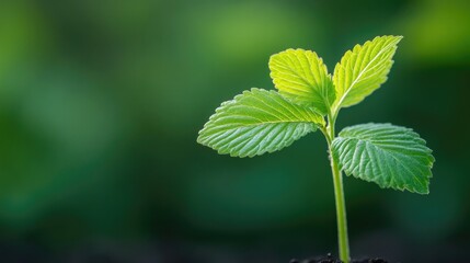 first leaves unfurling from tender sprout in sunny garden with vibrant green contrasting dark earth