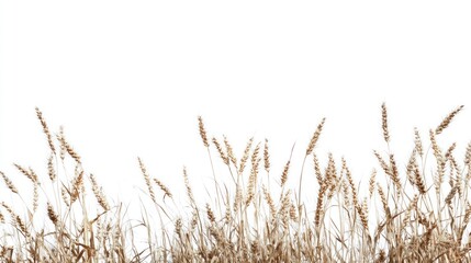 Fototapeta premium Dried grass border against white background. Possible use Stock photo for nature, design, or education