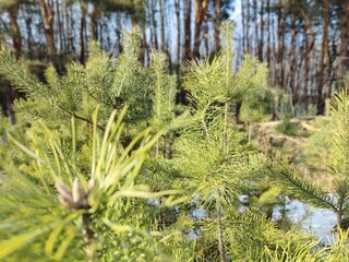 Winter forest trees pine bark young spruce