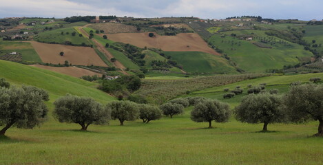 Abruzzo landscape field with olive trees