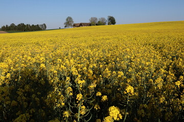 rapeseed field in spring