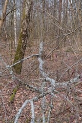 drzewa, las, droga, słoneczny dzień, drzewa iglaste, drzewa bez liści, zima, © Marcin