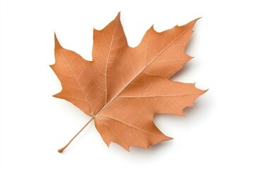 Classic Orange Autumn Maple Leaf Showcasing Rich Texture Isolated on White Background, Embodying the Essence of Fall Season