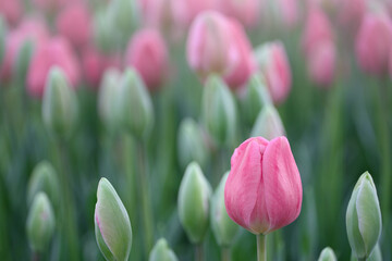 Pink tulip flower field in early morning light of serene springtime. 