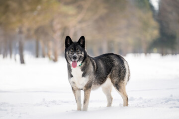 Husky dog in the snow. Siberian husky with blue eyes in winter park. Dog playing outside in the winter, happy snow loving. 