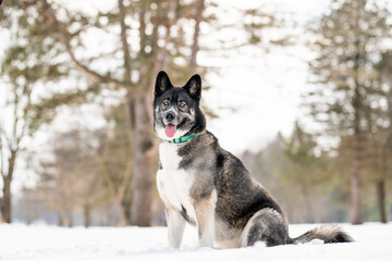 Husky dog in the snow. Siberian husky with blue eyes in winter park. Dog playing outside in the winter, happy snow loving. 