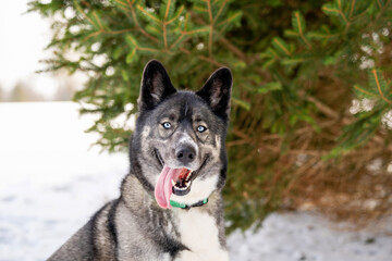 Husky dog in the snow. Siberian husky with blue eyes in winter park. Dog playing outside in the winter, happy snow loving. 