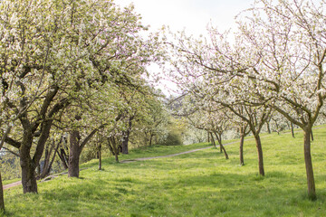 Fototapeta premium spring garden in the park, trees and green grass, nature