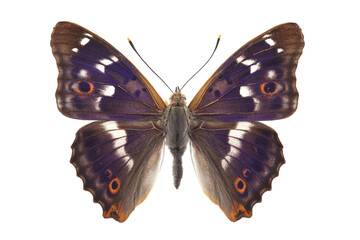 Male of Butterfly - Lesser Purple Emperor (Apatura ilia) isolated on white