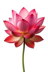 A stunning pink lotus flower